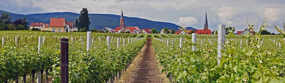 Vine region Pfalz, Germany